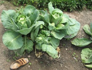 cabbages-product of the greenhouses